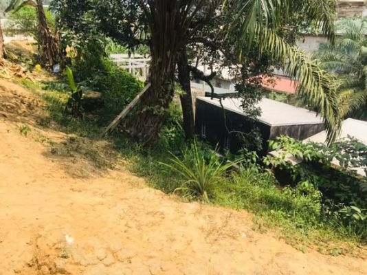 Terrain de 300m2 légèrement accidenté nyalla nkolbong  à 200m2 du goudron titre global ( certificat de vente ) - Image 5