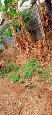 Terrain a vendre a bafoussam 200 m² - 6000000 FCFA - Image 2